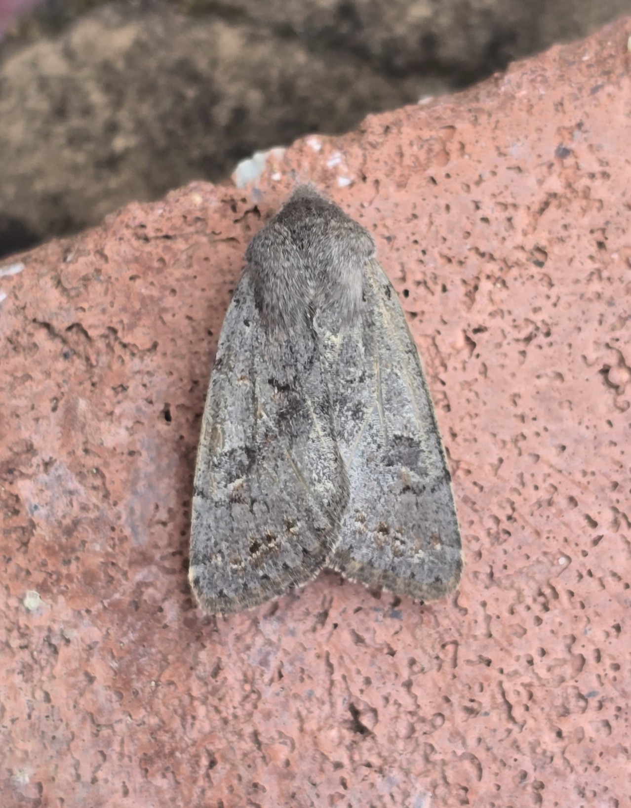 Photo of Lead-coloured Drab (Orthosia populeti)